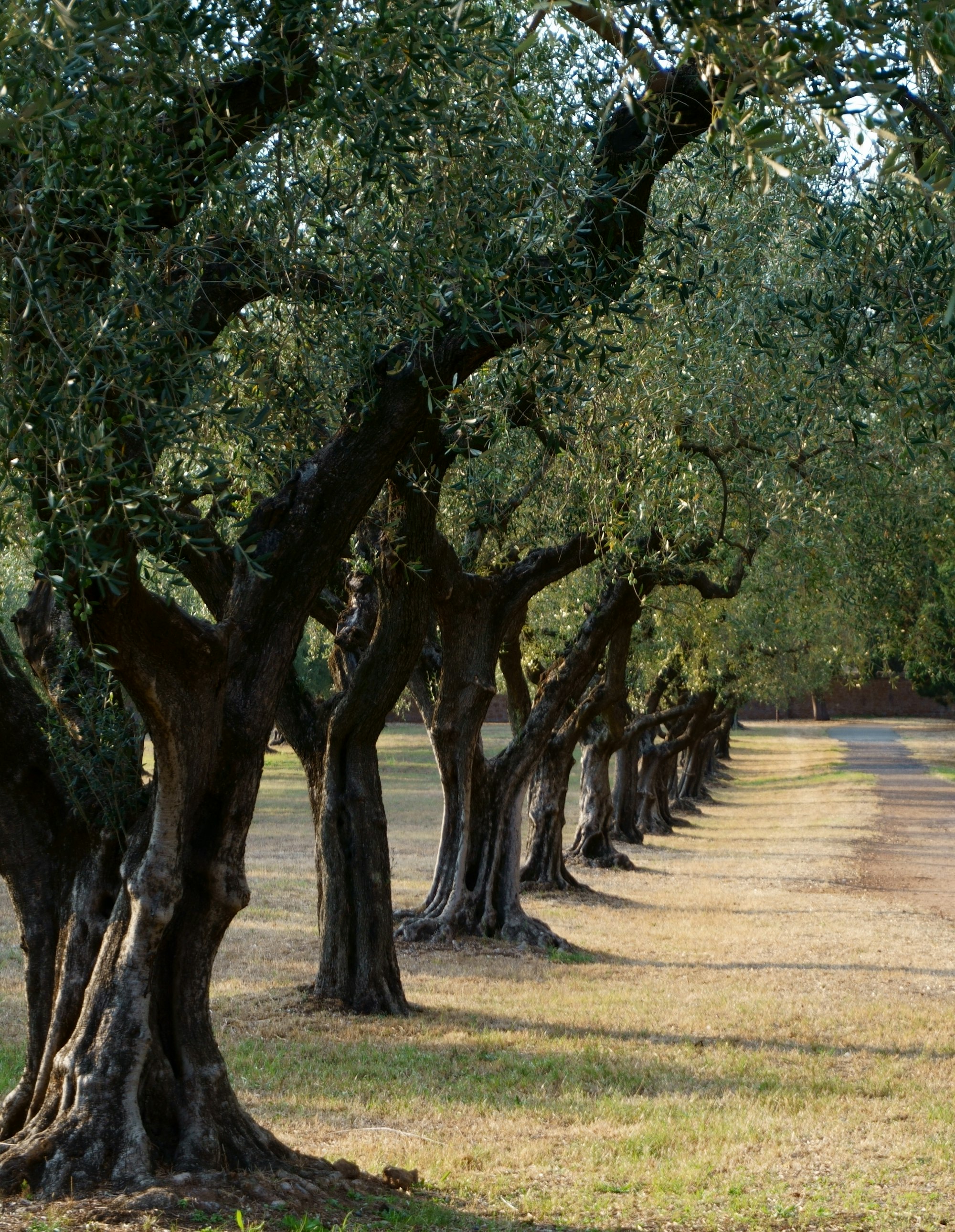 Uliveto della tenuta