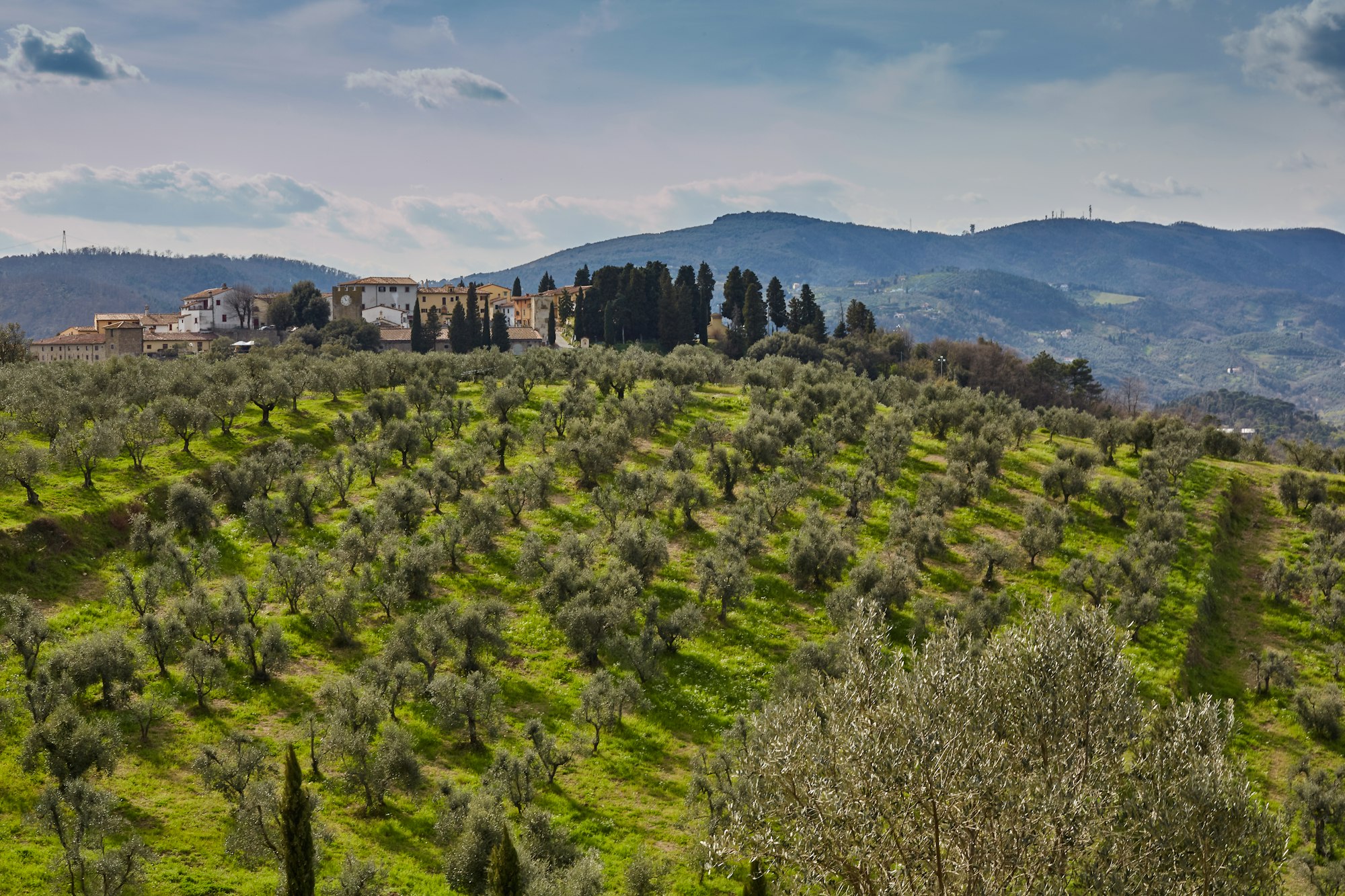 Gli uliveti della Tenuta Barbato a Gioi
